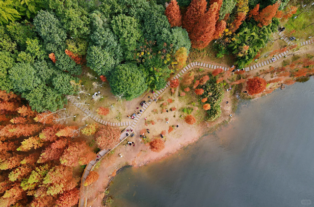 先收藏！成都1h直达最美水杉公园，小众人少、景美出片！