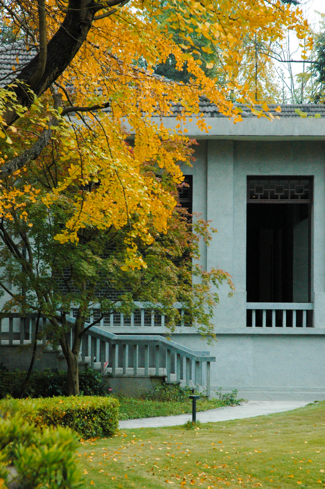 【美丽四川】一年一度朋友圈银杏比美时刻又来了！