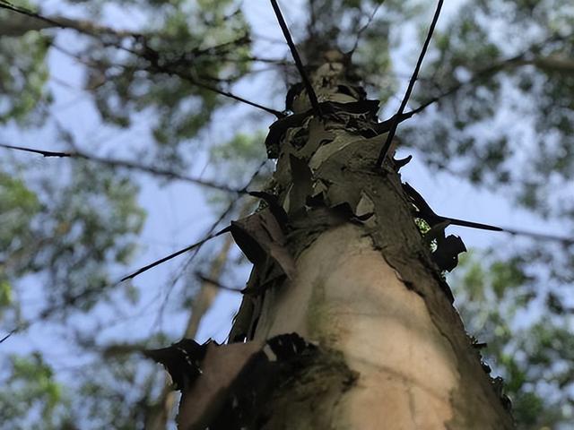 日本和美国早已禁种，那中国为何依然大力种植？背后的原因不简单