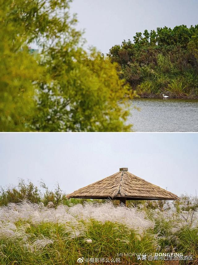 【黄河口生态旅游区】当马拉松遇上黄河口秋日：看候鸟、赏湿地，送福利啦！