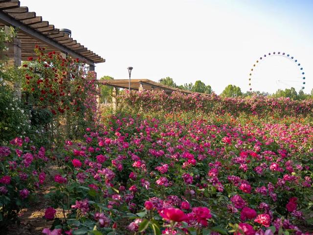 春风有信，花开有期！石家庄公园广场春季赏花指南来了