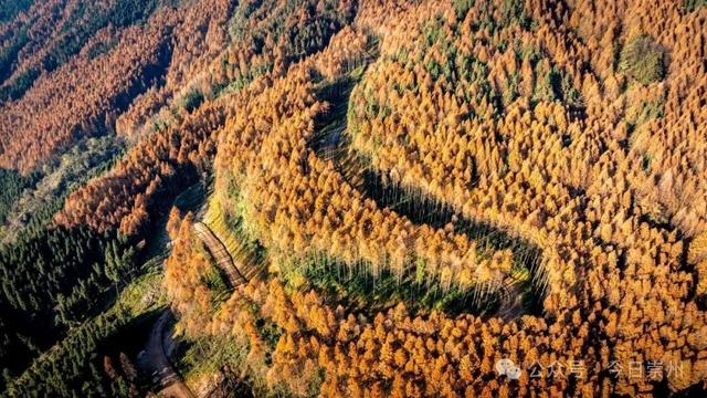 崇州彩林天花板🤩🤩🤩谁还没去过？