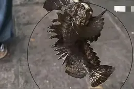 厦门一淡水湖钓出罕见生物，长相怪异奇特，疑似外来物种？图片