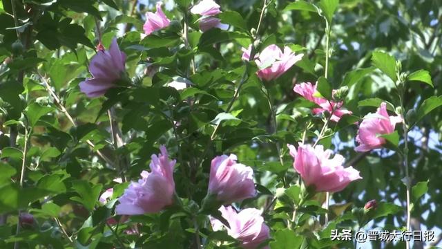 早上去儿童公园了吗?木槿花开,满眼皆夏!