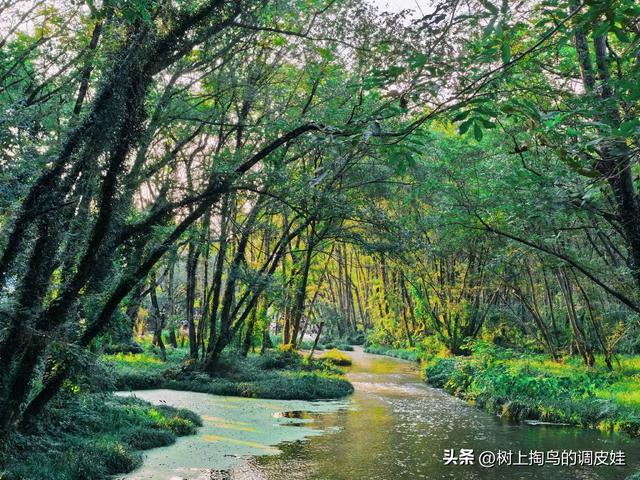 中国版绿野仙踪黄山湿地！假期结束了，新的生活即将开启了