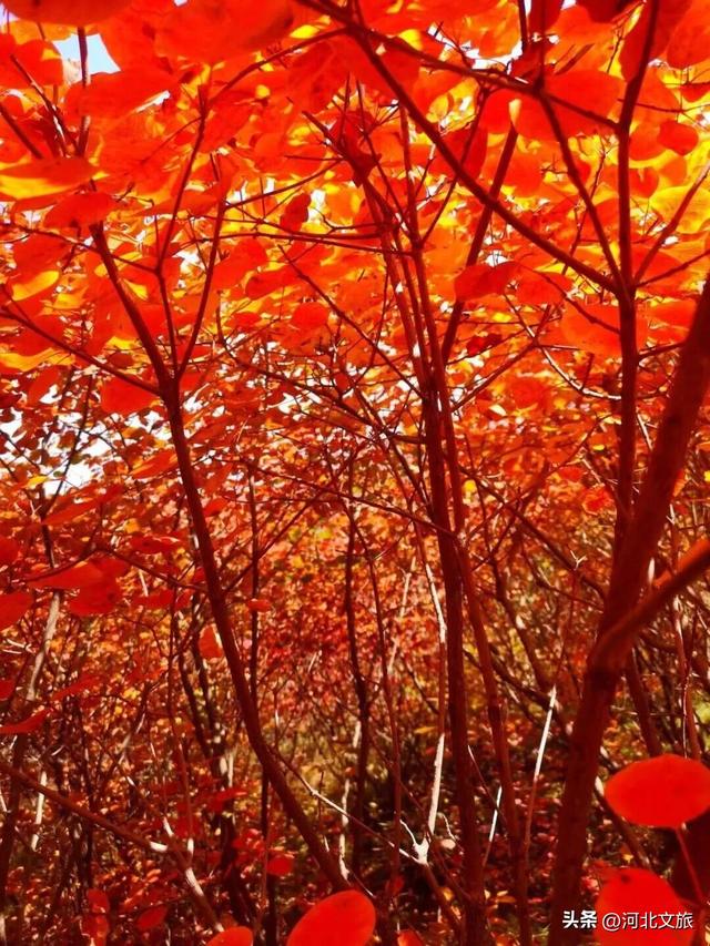 免门票+免停车费！今年红叶季，一定要来一次佛照山！