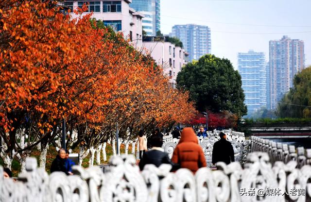 六盘水水城河道两畔初冬樱花红叶层峦叠嶂点亮城市之约