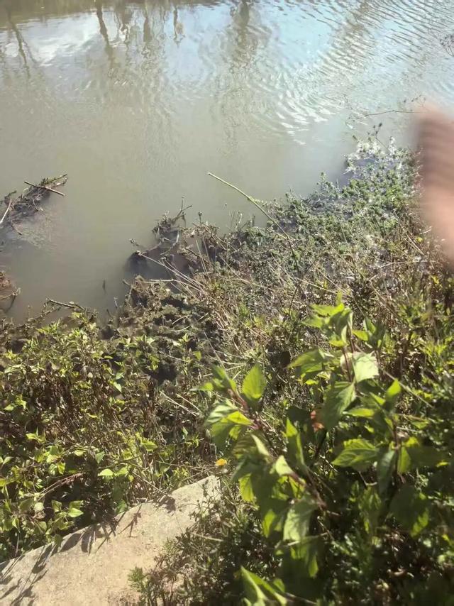 邀约偷铁皮遭拒绝，云南一61岁老妇杀害13岁男孩，一审获死刑；事发时路人以为“奶奶在教育孙子”