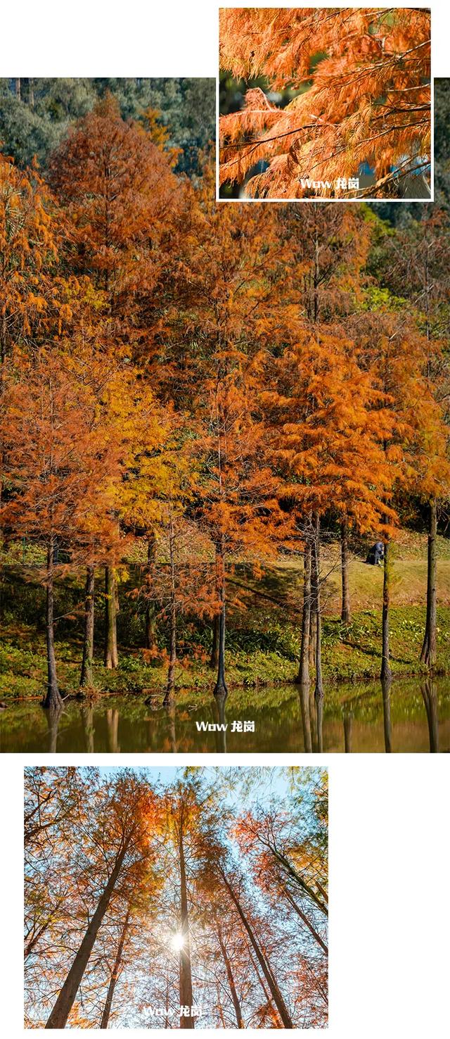 红了！龙岗落羽杉进入最佳观赏期！最全打卡攻略→