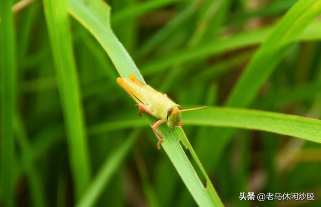龚家山观景平台——城市森林公园可观日出日落、360度的观景平台