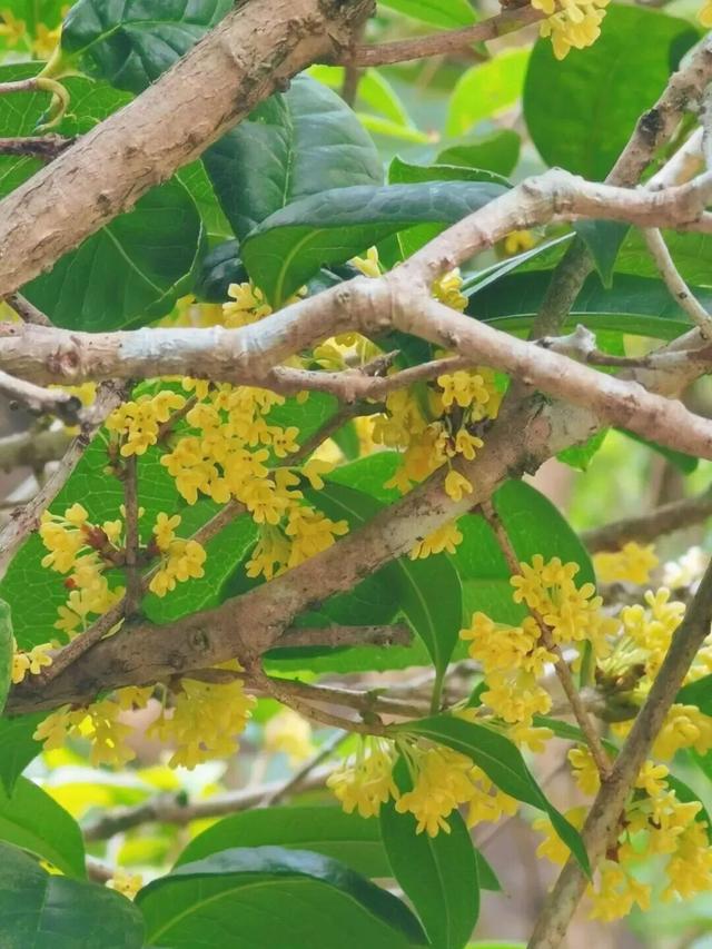 惠聚美好丨秋来桂香飘，寻味红花湖