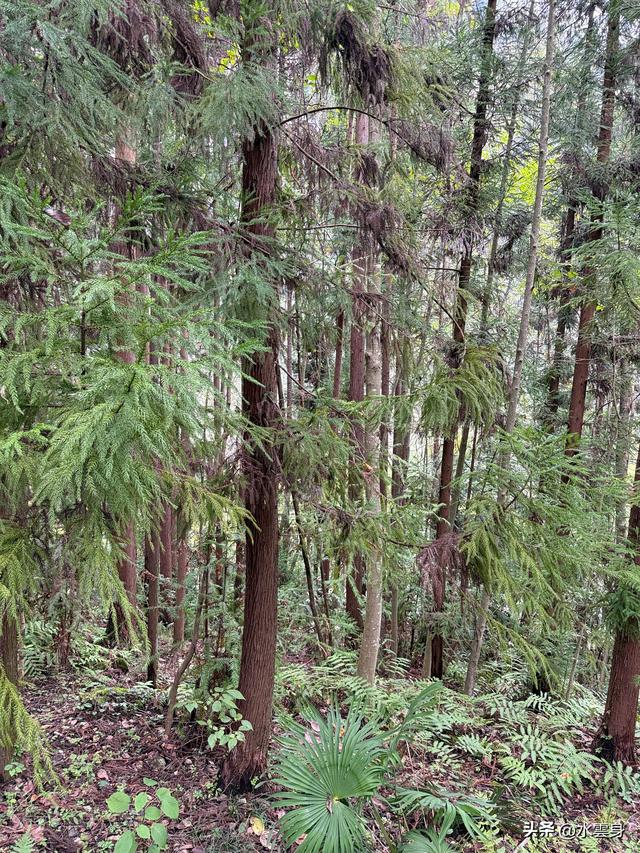 北京自驾长江三峡、神农架之旅（6）