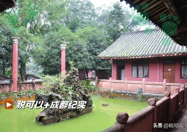 走进崇州大明寺，被两棵1500岁的楠树震撼到了！