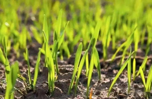 这不是迷信！“最怕立冬是雨天”，今日立冬，下雨啥预兆？