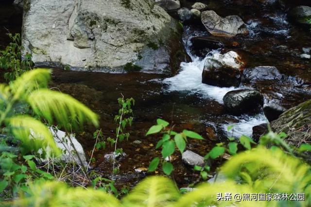云海翻涌,薄雾缭绕,在黑河山间邂逅“山林仙境”