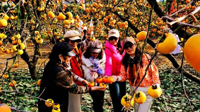 桂林：不入柿园，怎知秋色几许！