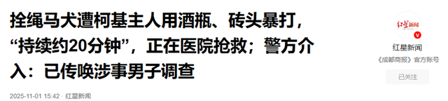 拴绳马犬遭柯基主人用酒瓶、砖头暴打，“持续约20分钟”，正在医院抢救；警方介入：已传唤涉事男子调查