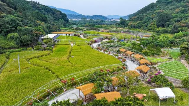 秋日必去！从化江埔5大稻田打卡攻略，邂逅金色浪漫