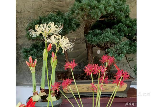游西湖：杭州植物园之石蒜花展