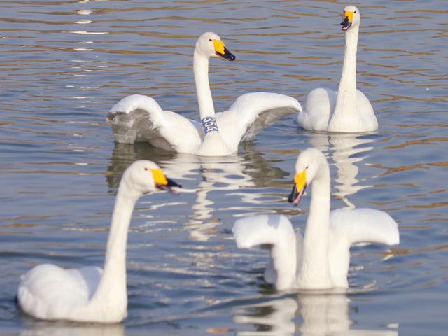 三门峡：黄河岸畔，与白天鹅的冬日之约