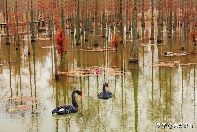 南京池杉湖5万株红杉染透湖面，珍稀鸟类扎堆，错过等一年