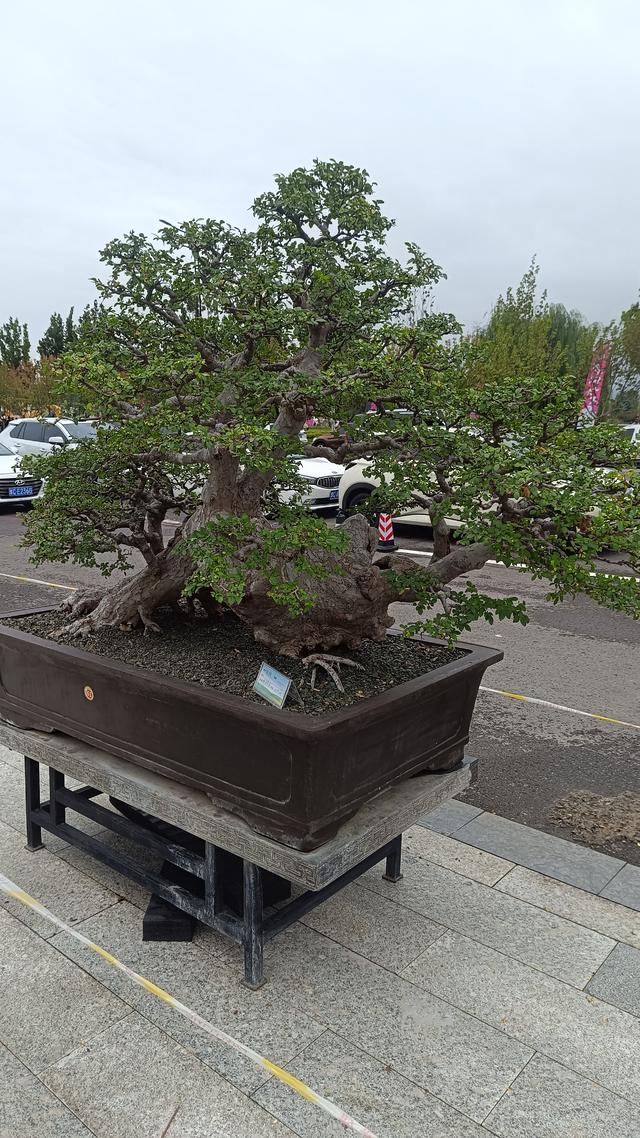洛阳伊滨花境园缤纷世界等你来