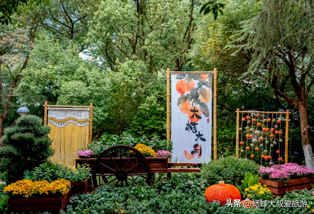 2025杭州植物园菊花展与四大分会场攻略来了，涉及赏玩交通！