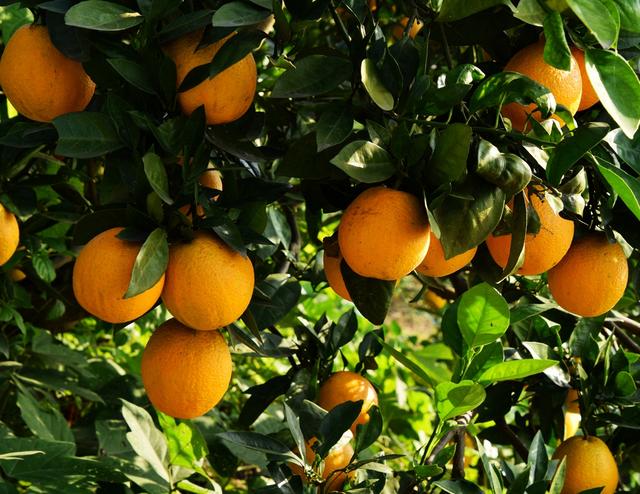 綦河故事讲不完