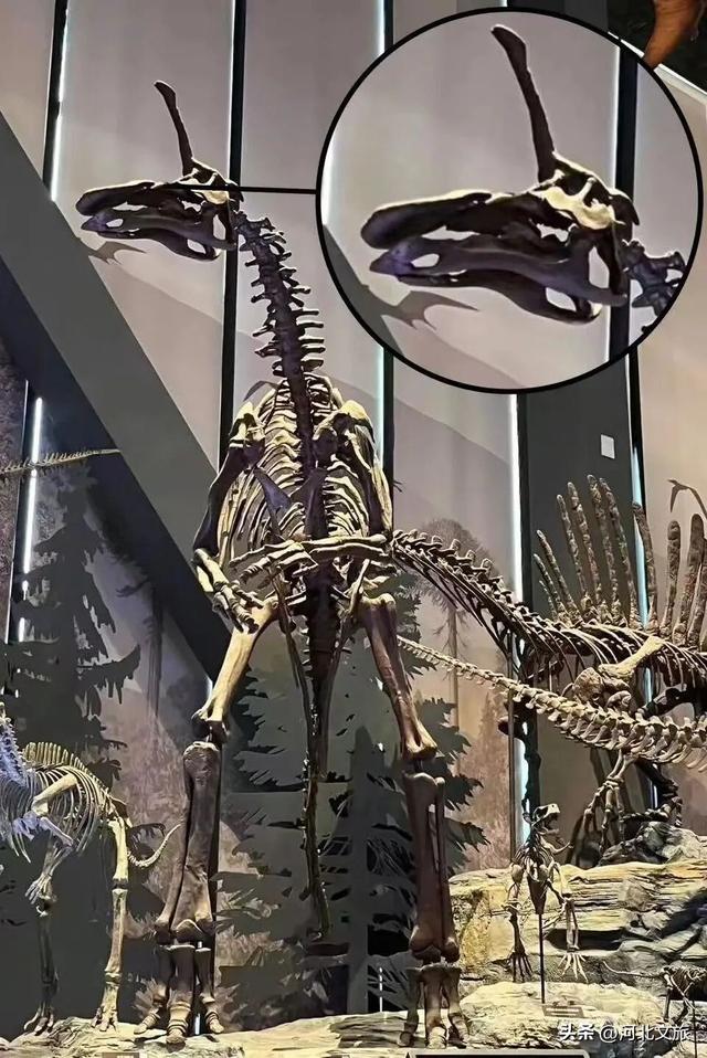 在保定，体验真实版“疯狂动物城”！