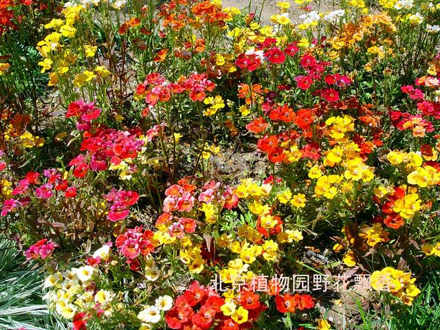 北京旅游：走进西山脚下的植物园（图）