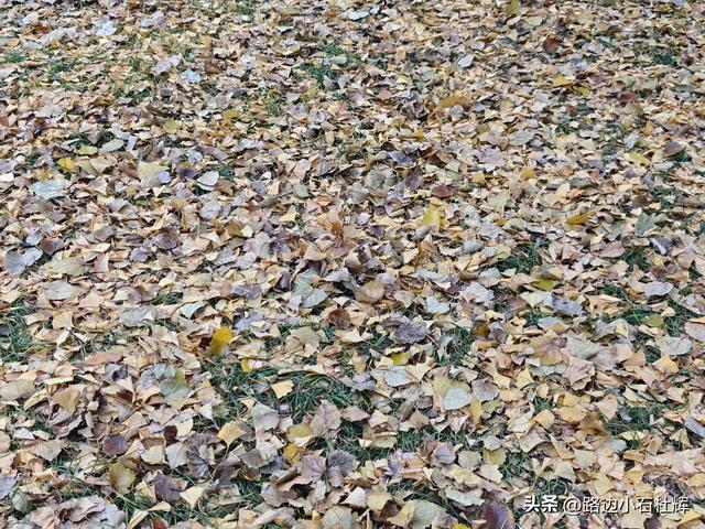 从童年嬉闹到诗意园林——一个北京土著的北海公园记忆