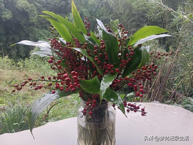 和老人相处是一个修炼的过程，阴天湿漉漉的我还是把茶树修剪完了