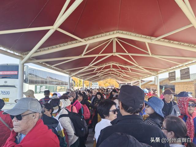 额济纳旗胡杨林