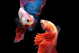 近视误解（2）图片