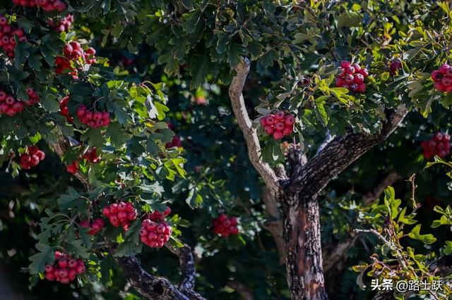 遵化娘娘庄南山常乐谷，红叶红果装满秋日惊喜