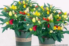 特别适合阳台种植的6种蔬菜，好看好吃还好管理，谁看了也羡慕图片