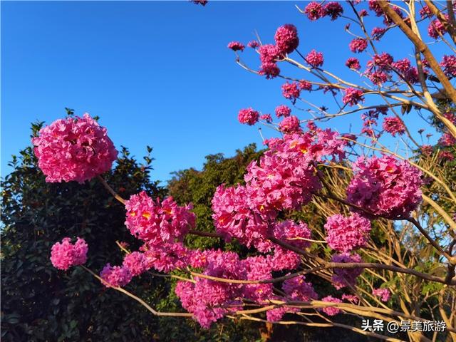 国庆假期，佛山卡玛缤纷花世界举办金秋花会，共赴风花秋月之约