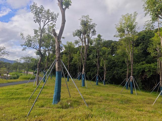 西丽湖绿道，慢慢骑慢慢地欣赏。