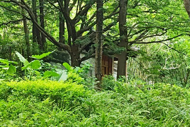 深圳最容易被忽略的高颜值公园,丛林秘境随处都是风景大片