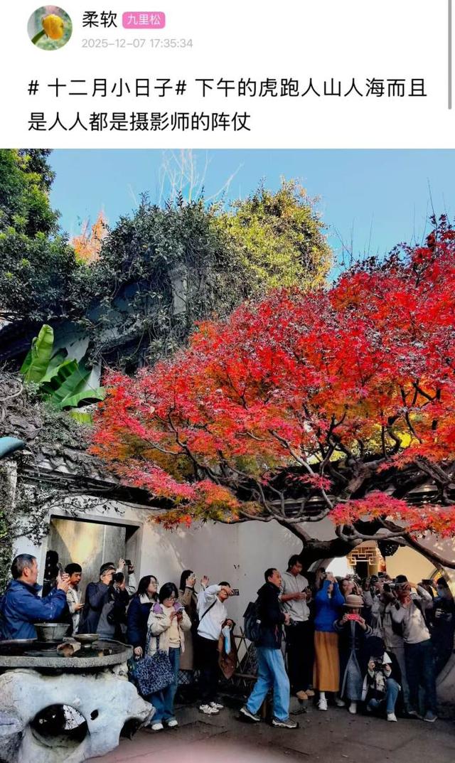 杭州最近美“枫”了，红枫和鸡爪槭还“傻傻分不清楚”？