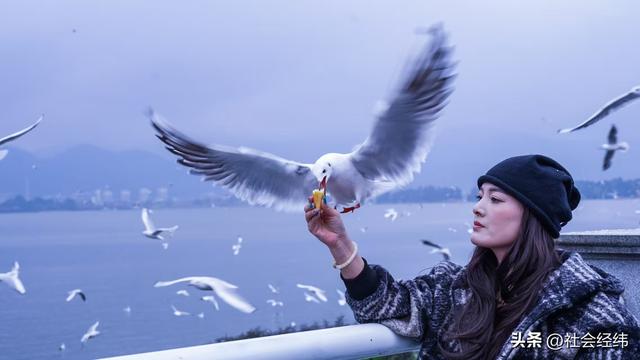 每日一景|漫步滇池湖畔·与海鸥共舞