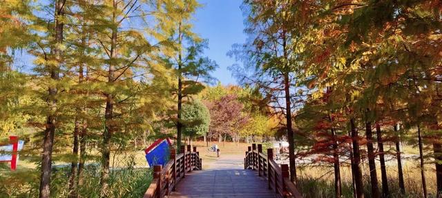 寻美薛城丨初冬池杉红！薛城森林公园五彩缤纷，美得令人心醉！