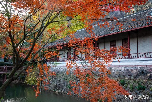 狼山景区赏秋正当时 金色银杏装点诗意山林