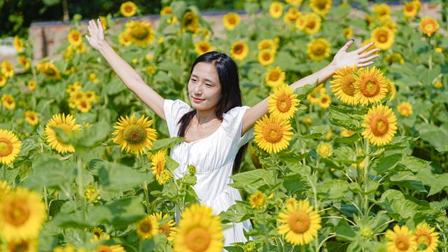 武汉市区最大向日葵花海免费开放 3.3万㎡金色花田绽放迎客