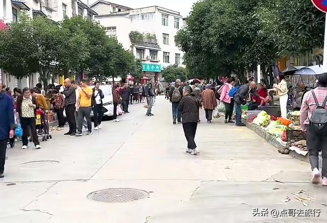 成都彭州被低估的场镇，3公里银杏长廊超级壮观，公交车直达！