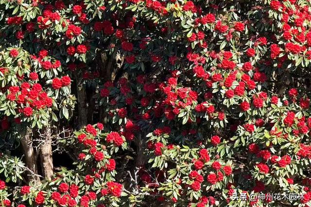 昌宁天堂山：万亩杜鹃春意闹 生态美景醉游人