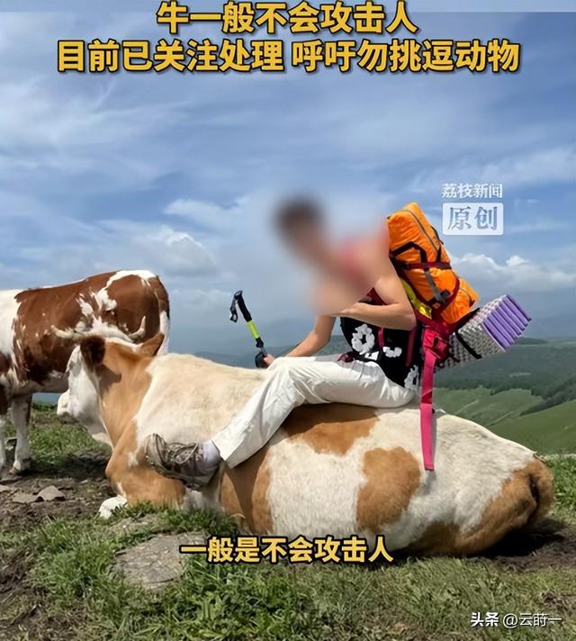 游客徒步遭牛群踩踏后续：景区回应，真相曝光后，网友直呼太活该