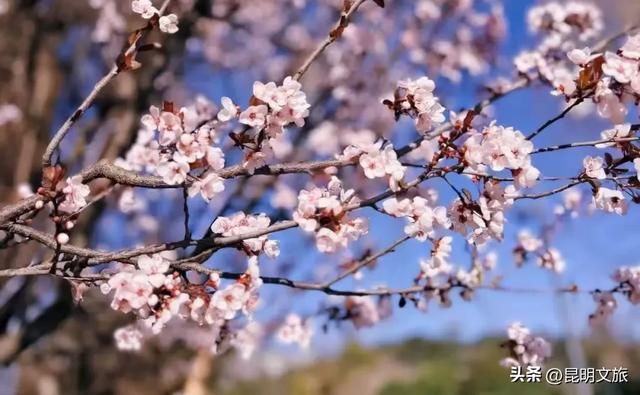“薅羊毛”倒计时!妇女节昆明景区优惠大盘点,带上姐妹出发吧~