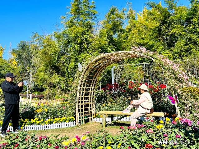 菊香满邵武！第二十届菊花艺术展惊艳绽放，邀你共赏秋韵