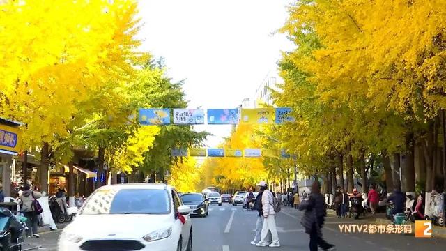 全网刷屏！银杏浓度已达100%！近期昆明这条街“杀疯”了